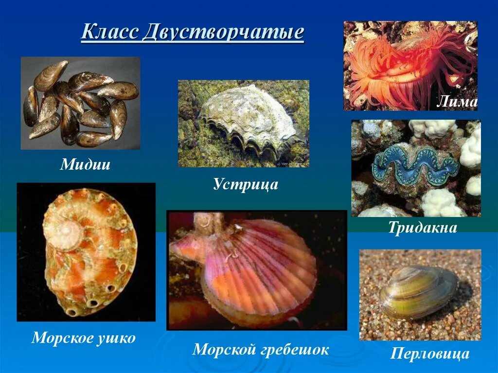 Представители двустворчатых. Двустворчатые моллюски 7 класс биология. класс двустворчатые моллюски 7 класс биология. биология тип моллюски класс двустворчатые. представители класса двустворчатые.