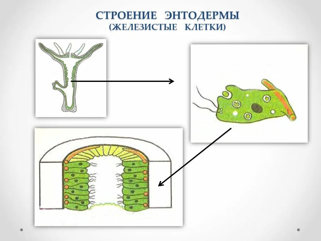 Типы клеток энтодермы гидры. Клетки энтодермы кишечнополостных. строение энтодермы кишечнополостных. строение железистой клетки кишечнополостных. железистые клетки гидры эктодермы.
