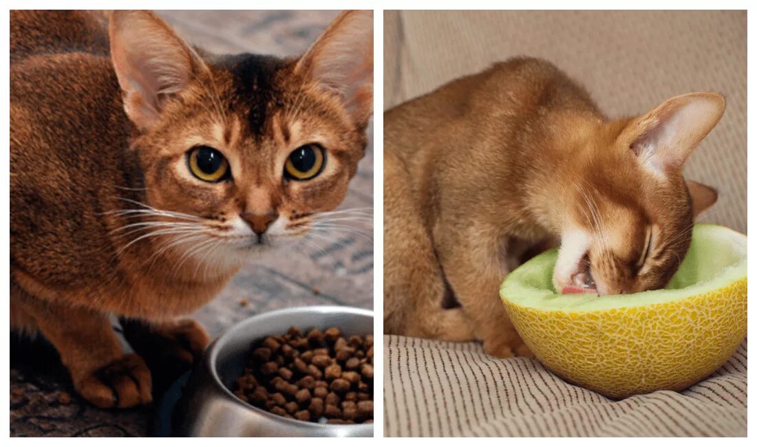 Что ест кошка в домашних условиях. Корм для абиссинских кошек. Питание абиссинских кошек. Абиссинский кот ест. Абиссинская кошка кушает.