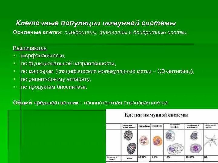 Основные клетки иммунной системы. Популяции клеток. Основные популяции клеток иммунной системы. Клетки и клеточные популяции.