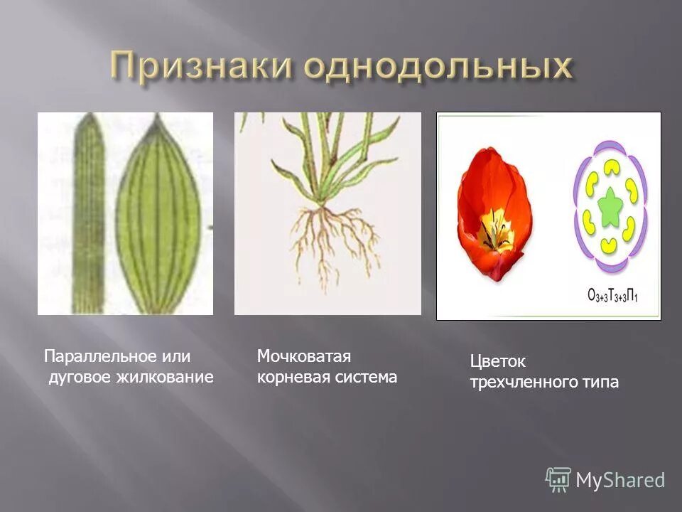 Какое значение однодольных культурных растений в жизни. Жилкование семейства Лилейные. Семейство Лилейные жилкование листьев. Трехчленный цветок у однодольных или двудольных. Однодольные схема цветка.