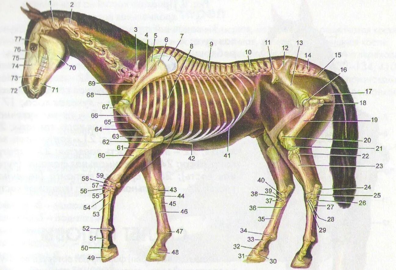 6 где конь. Осевой скелет лошади анатомия. Маклок у лошади скелет. Лошади анатомия Маклок. Строение тела лошади.