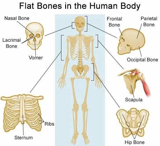 Bones in human body. Bones example. Bones example. Type of human bones. Бонес рэпер.