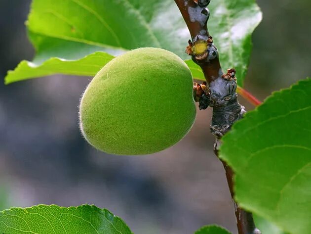 Зеленый абрикос. Довча узбекистан. Урюк плод зеленый. Зеленые абрикосы вьетнам. Довча зеленый абрикос.