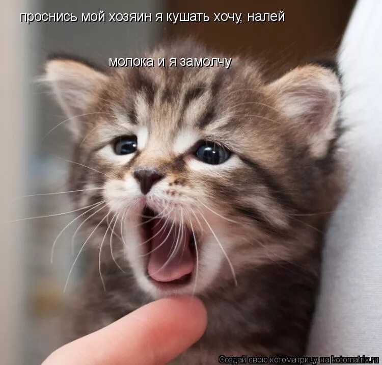 хозяин просыпайся. просыпайся мой хозяин. лапа кота фото. хозяин просыпайся. уехал отдыхать без меня.