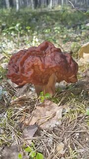 Какие самые 1 грибы