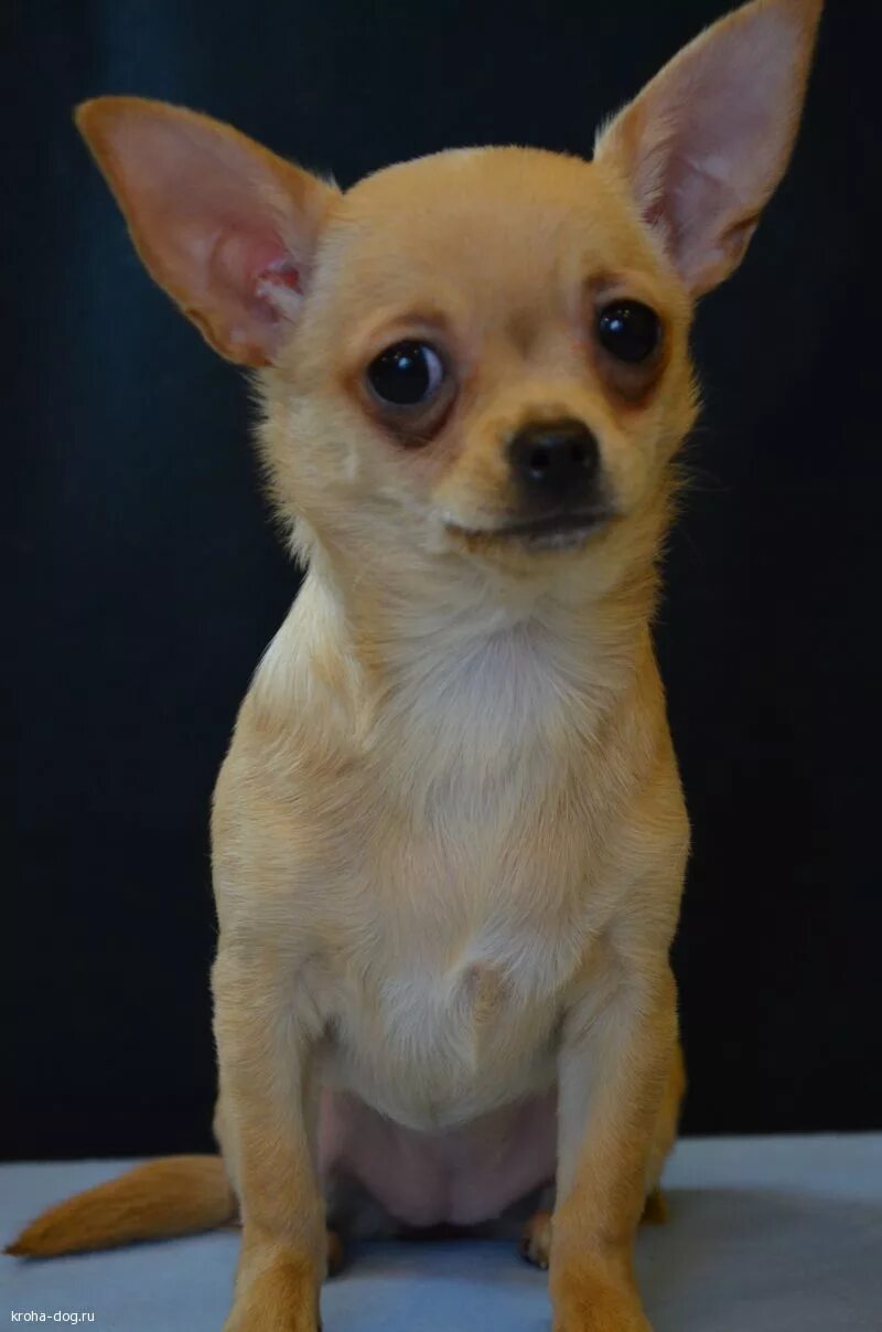арт сильвер питомник чихуахуа. пинчер чихуахуа. чихуахуа смешанная с той терьером. чихуахуа пуппи. чихуахуа смешанная.