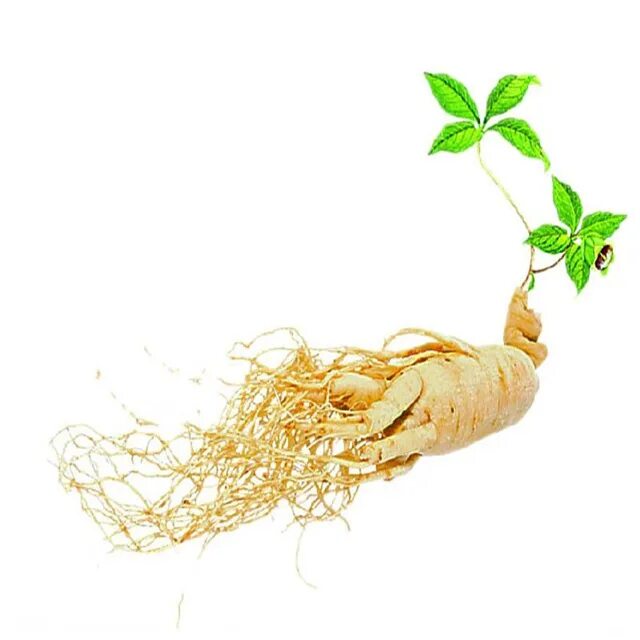 Panax ginseng root extract. Panax ginseng root extract