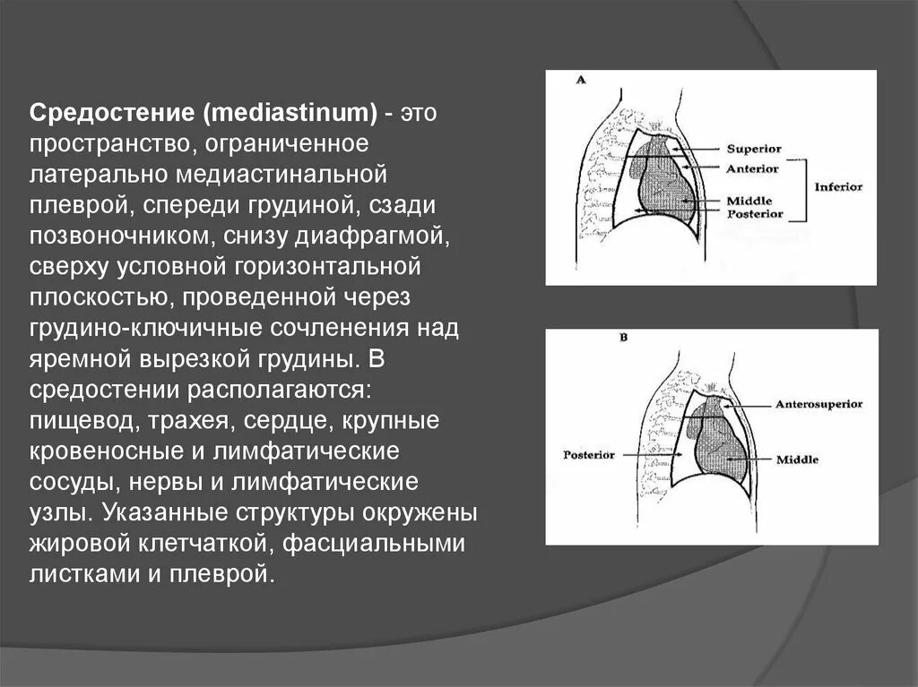 Что означает средостение