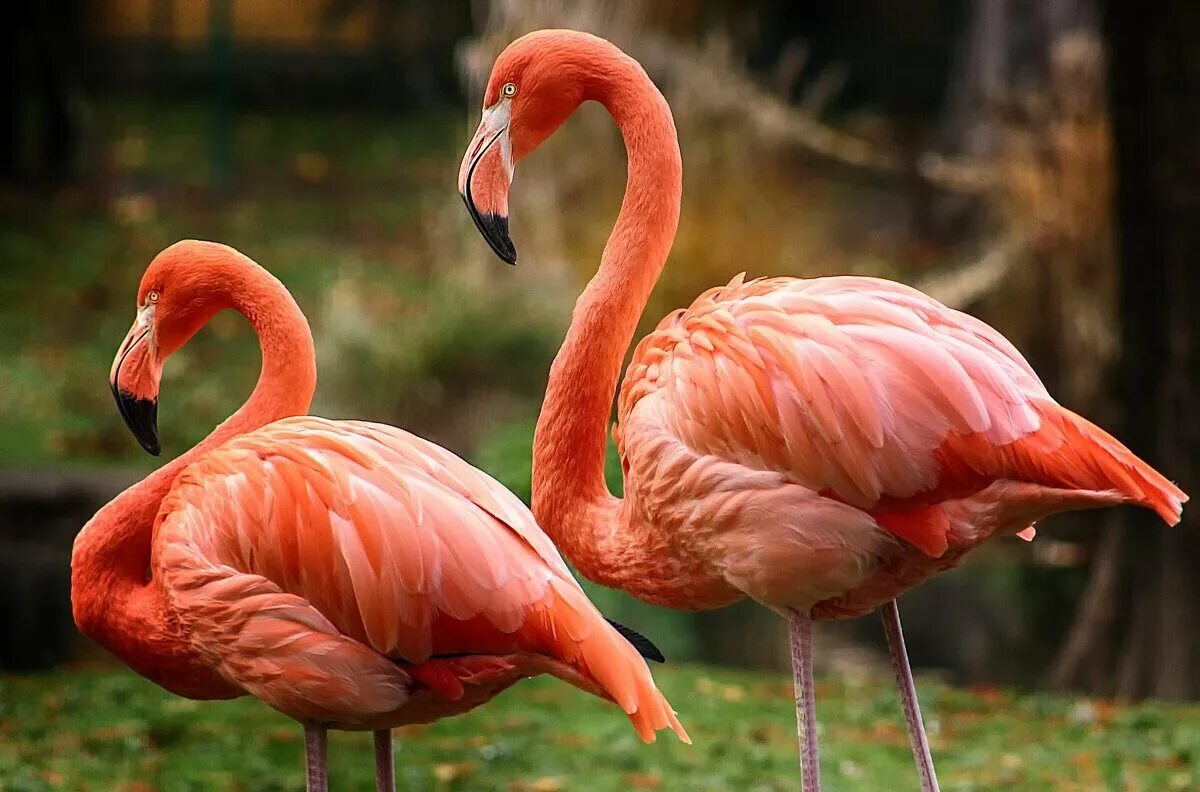 Фламинго обыкновенный розовый. Андийский Фламинго. Красный Фламинго. Красный Фламинго Южная Америка. Розовый фламинго новое