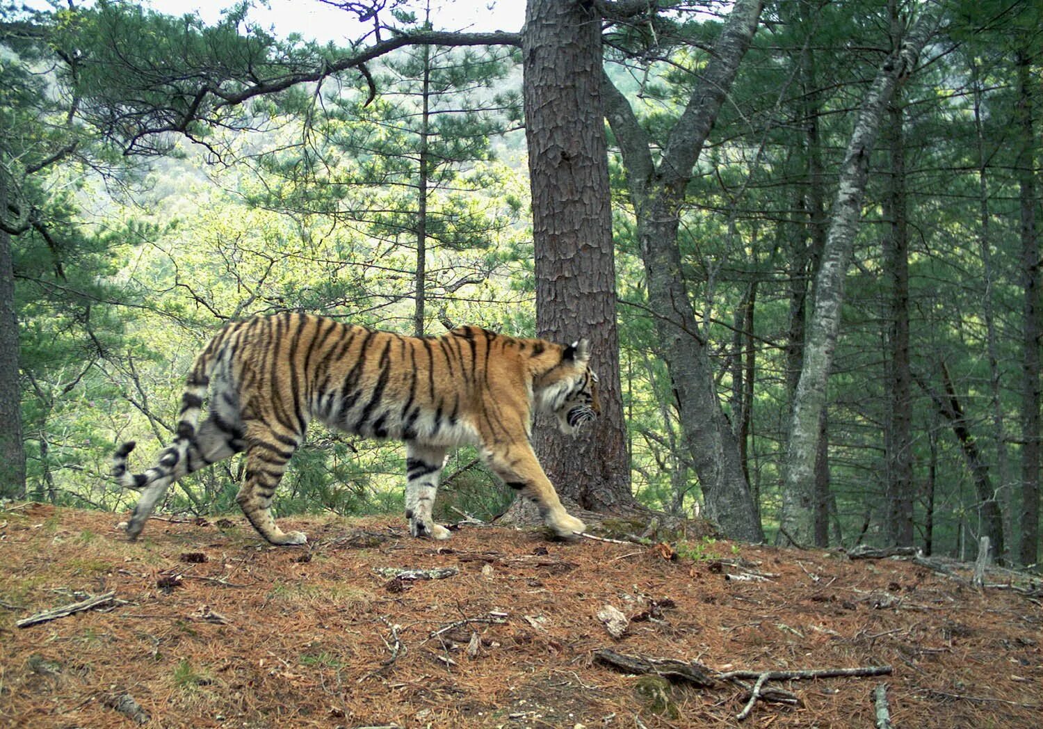 кедровая падь заповедник с тигром. заповедник бастак биробиджан. лазовский заповедник дальнего востока. амурский тигр какой заповедник. амурский тигр в заповеднике.