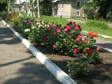 Розы вдоль