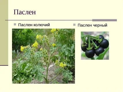 Паслен черный какая группа