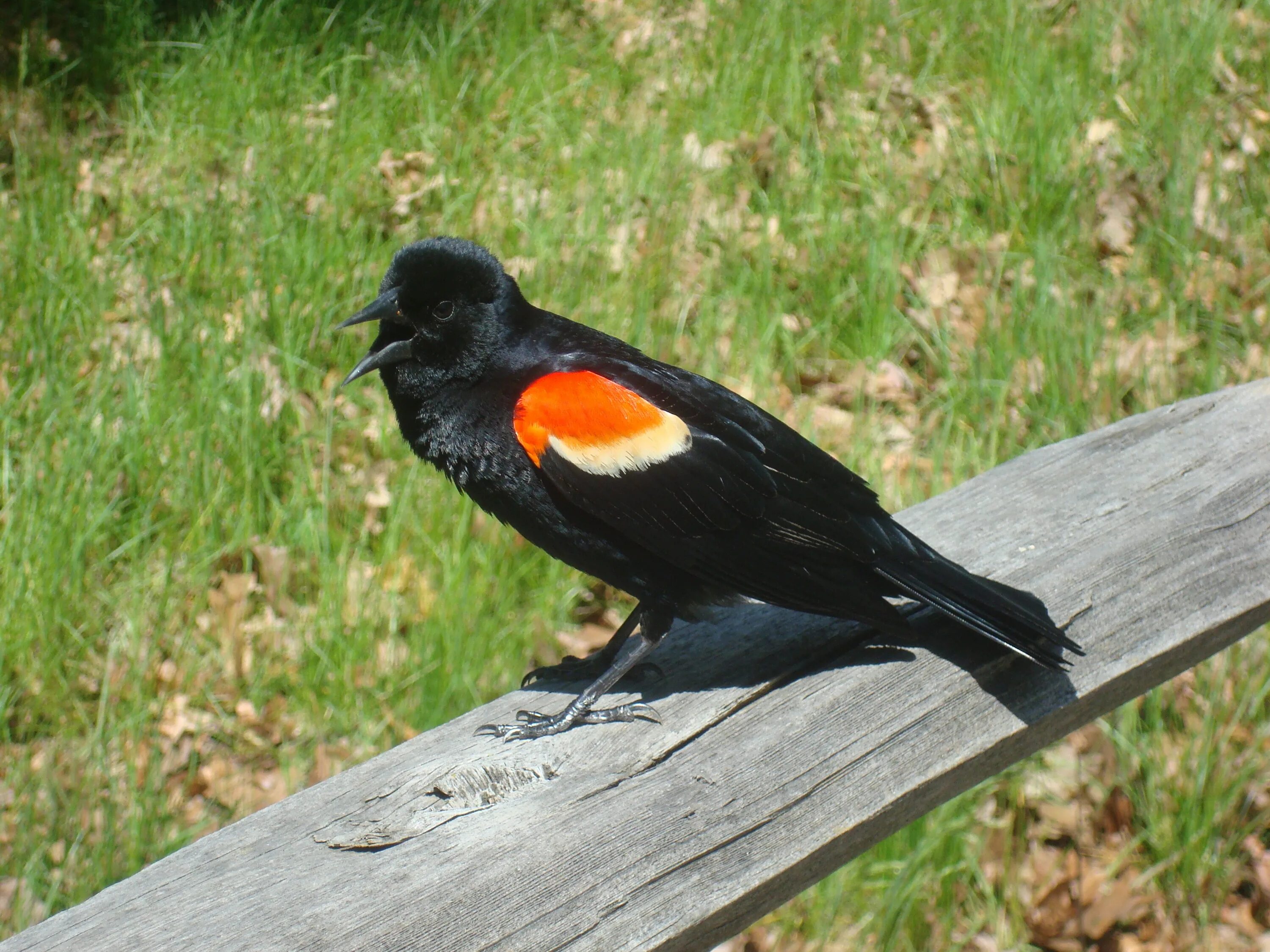 Чернокрылый скворец. Оранжево черная птица. Оранжевая птица с черными крыльями. Птица с оранжевым пятном на крыле.