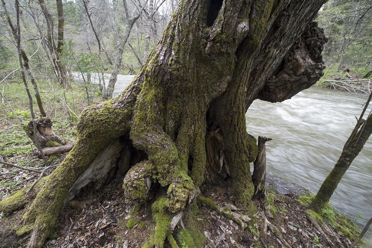 какие деревья приморского края. кустарниковые деревья приморского края. деревья и кустарники приморского края. калопанакс дерево. чернодуб дерево приморский край.
