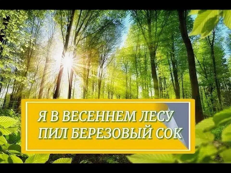 Текст песни пил березовый сок. Я В весеннем лесу пил березовый сок. Пил берёзовый сок. Пил берёзовый сок с ненаглядной певуньей. Я В весеннем лесу пил березовый сок слова.