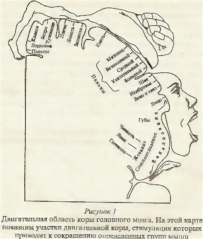 Восстановление коры головного мозга. Двигательная область коры головного мозга. Двигательная зона коры головного. Двигательные участки мозга.