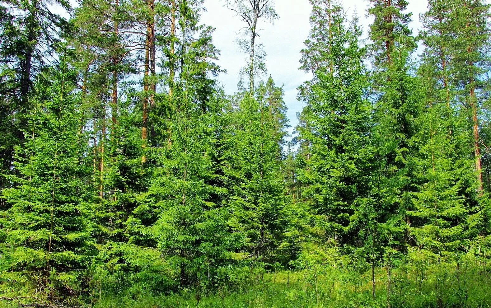 Голубая ель Байкальского заповедника. Пихта подлесок. Деревья Карелии ель. Ель Аянская лес.