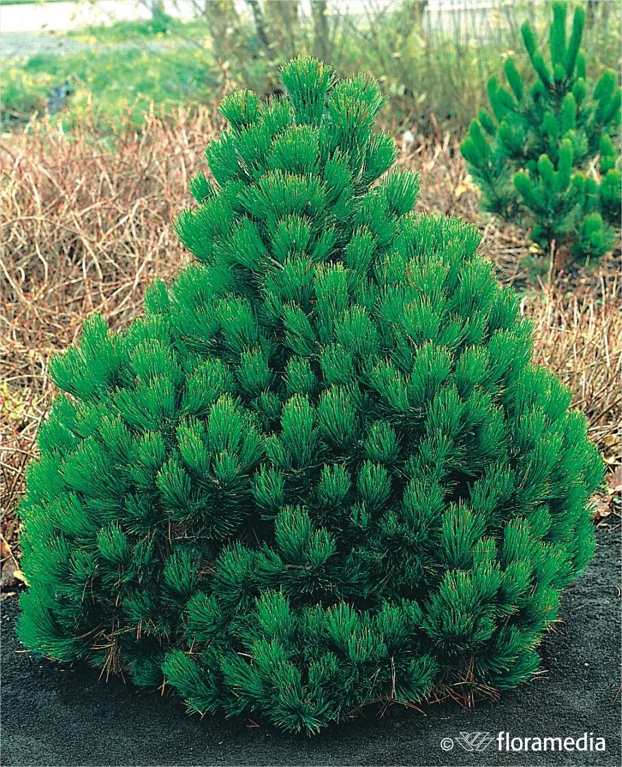 Pinus heldreichii