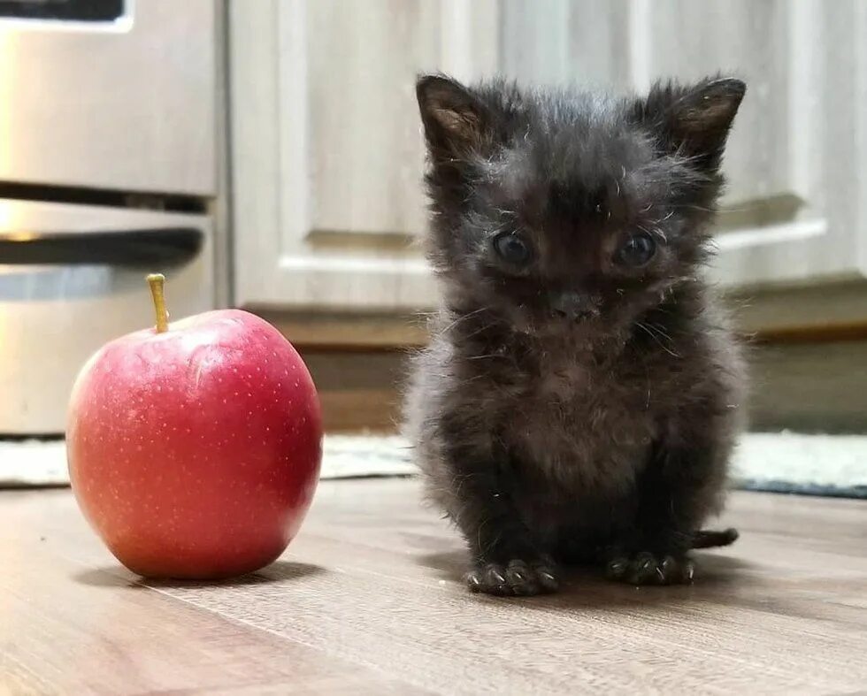 Кошки которые не растут. Маленький котёнок кушает. маленькие кошки которые не растут. kitten-apple. маленькие кошки которые не растут в стаканчиках.