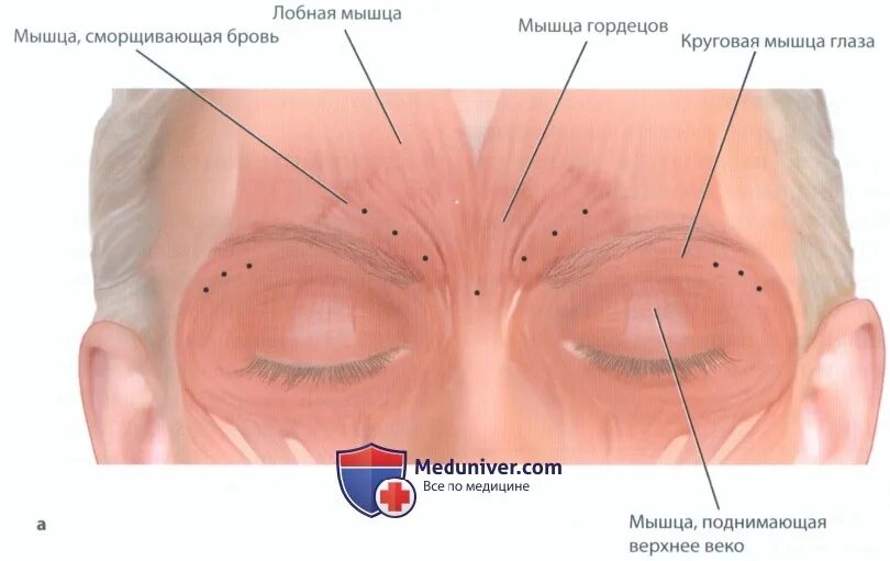 Мышца гордецов функция. Мышца гордецов функция