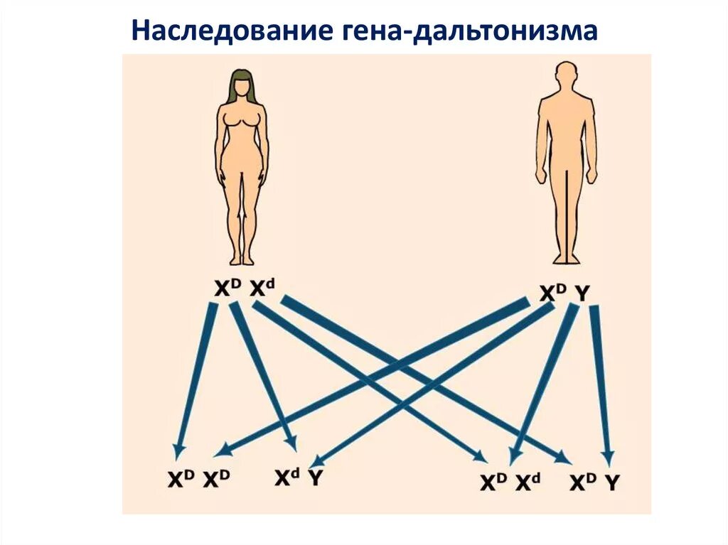 Дальтонизм генетика Тип наследования. Дальтонизм Тип наследования аутосомно. Передача дальтонизма по наследству схема. Ген дальтонизма.