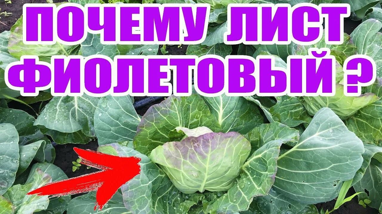 У листьев капусты фиолетовые листья. Рассада капусты с фиолетовыми листьями. капуста с фиолетовыми листьями. фиолетовый оттенок на листьях капусты. рассада капусты фиолетового цвета.