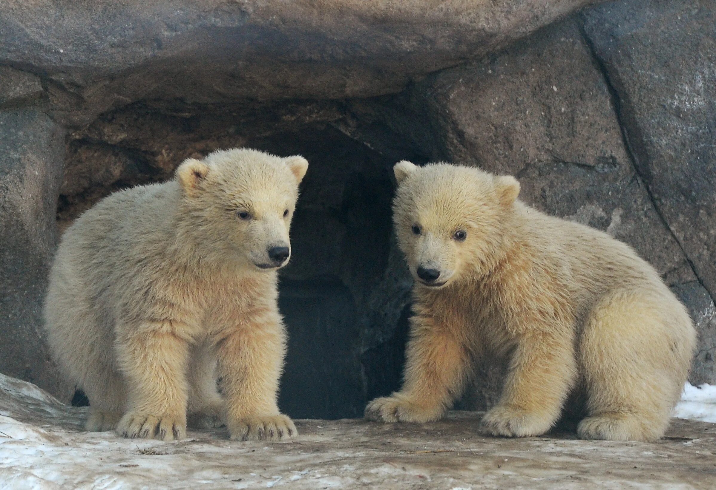 Два медвежонка. Медвежата фото. 2 Медведя. Полярные медведи в Москве. Bears 2 shop