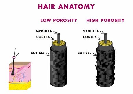 Hair Care Tips for Porosity Repair Hairfinity.