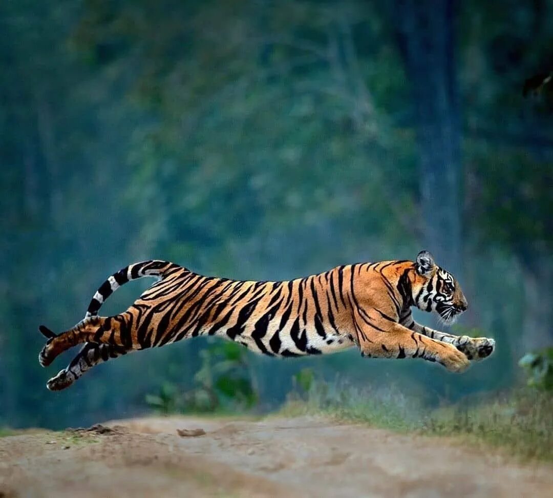 Бенгальский тигр. Амурский тигр. Тайгер Тигер. Тигр в прыжке.