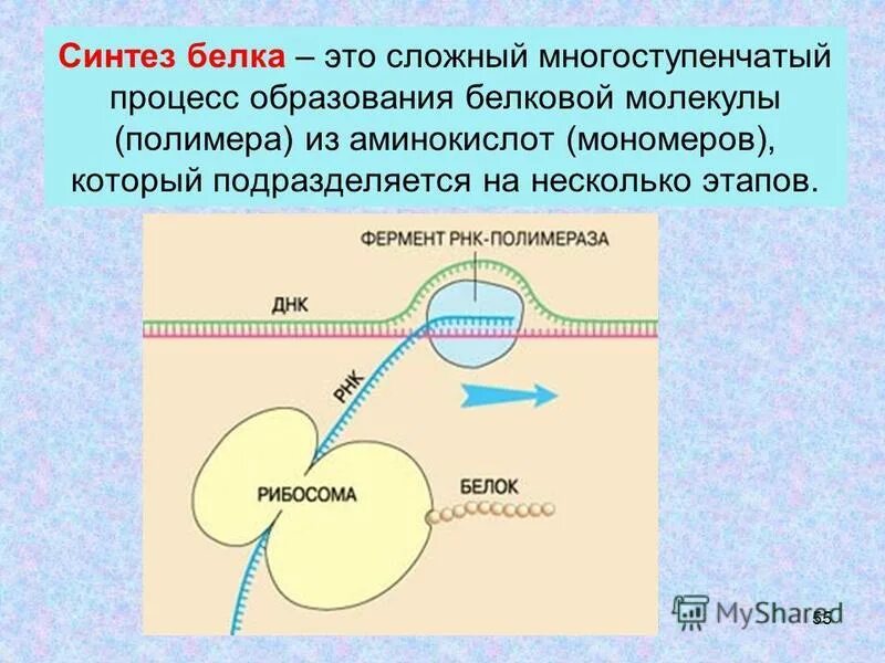 Биосинтез мономеров