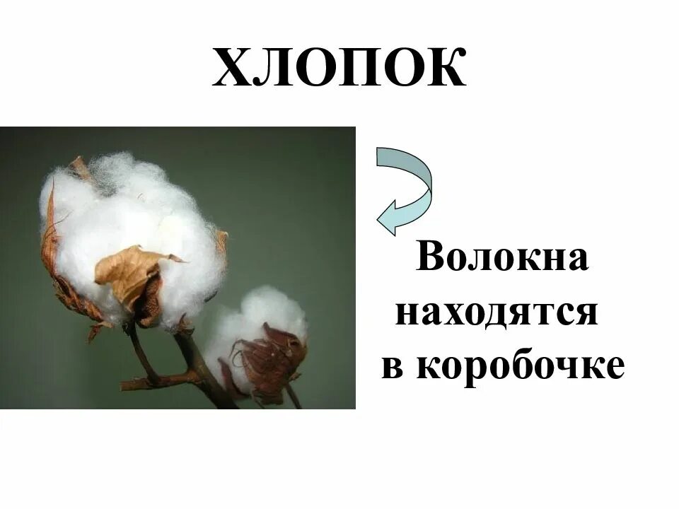 Волокнистые растения представители. Обработка хлопка. Хлопок химия. Хлопчатник рассказ. Опушенные семена хлопчатника.