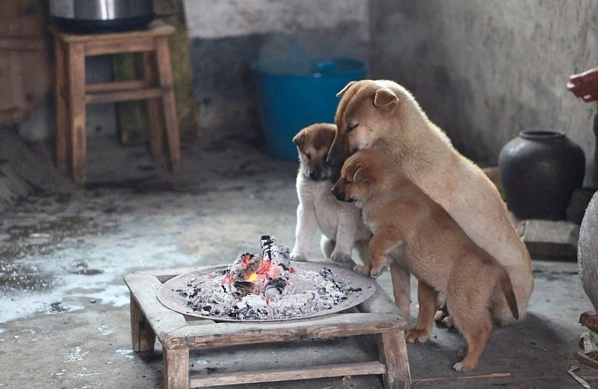 Тепло животных