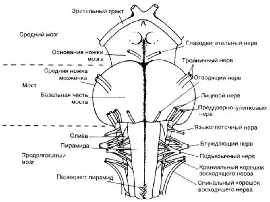 Передняя поверхность ствола головного мозга. Продолговатый мозг анатомия строение. Дорсальная поверхность ствола головного мозга. Схема продолговатого мозга анатомия.