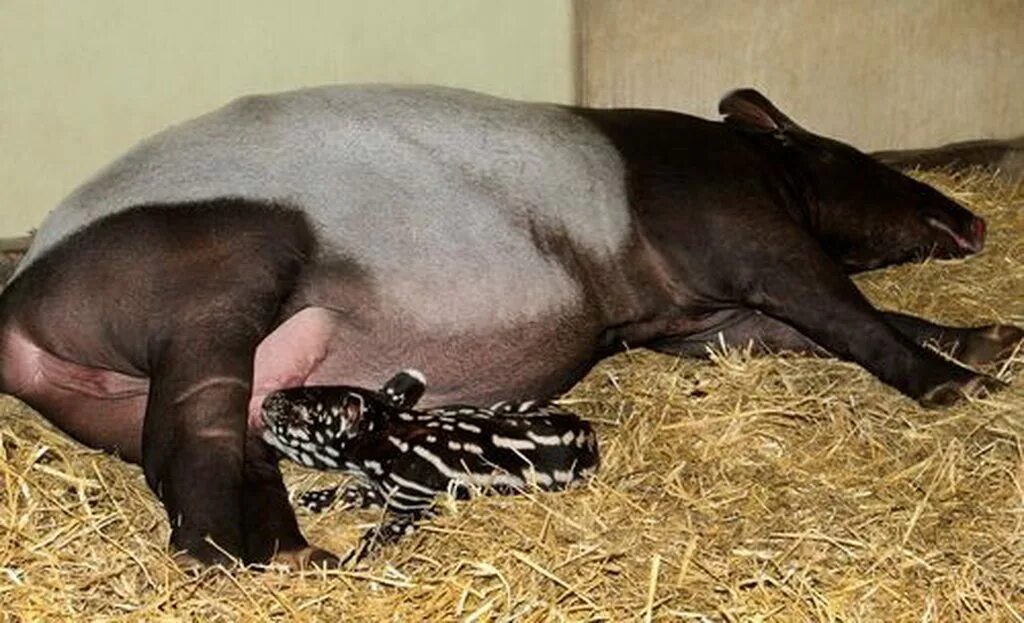 Rhino has 96-hour-long erection after teenagers feed it Viagra