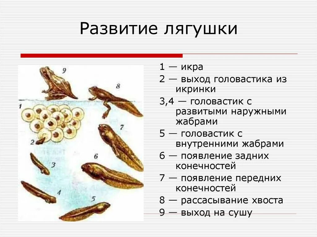 Установите последовательность развития лягушки