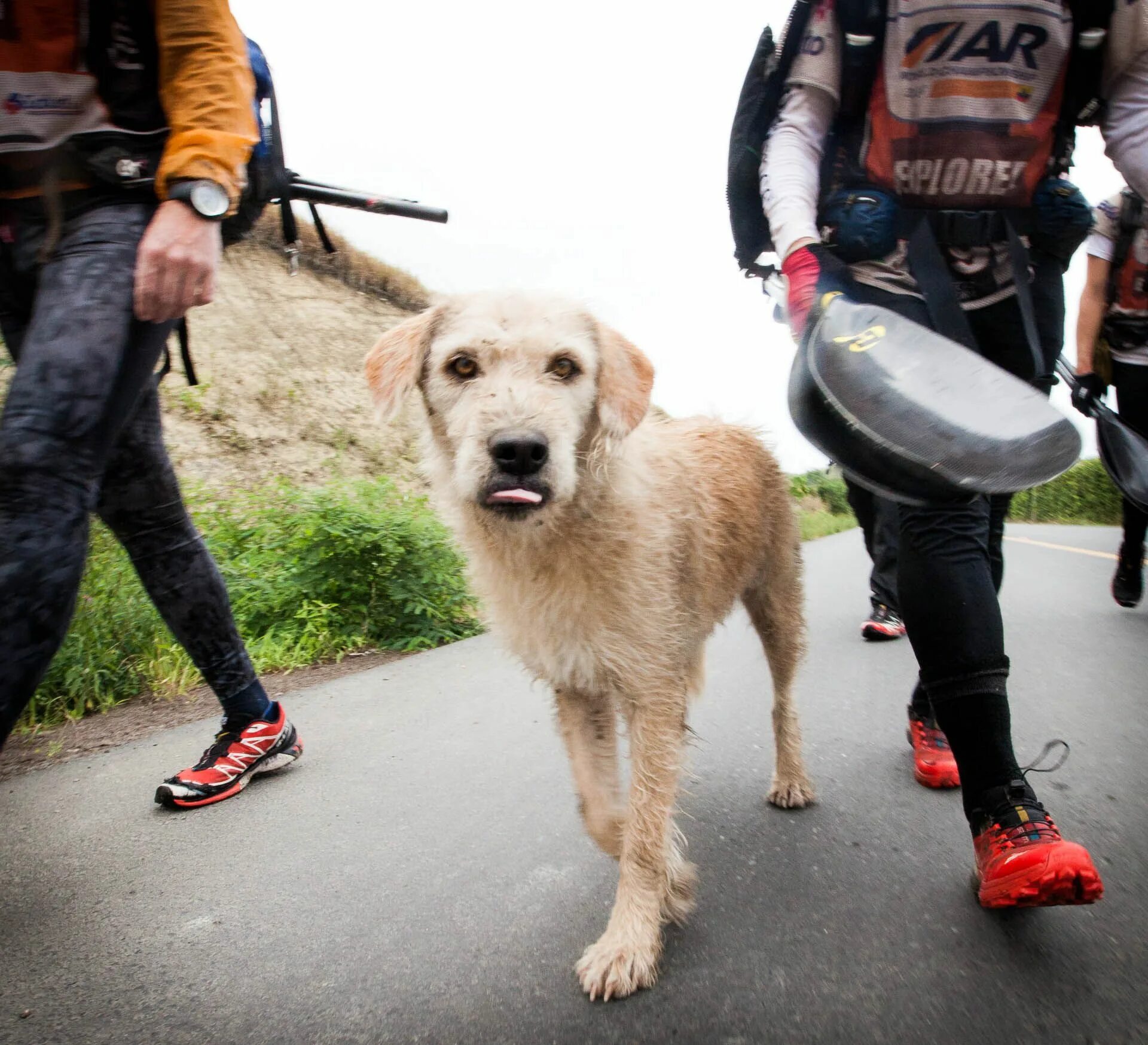 Stray dog’s epic journey earns him a new home
