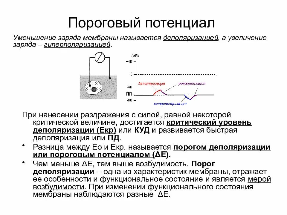 Механизм генерации потенциала покоя. Заряд капли формула. Фазы мембранного потенциала действия. Физиология возбудимых тканей потенциал действия потенциал покоя. Изменение мембранного потенциала потенциал покоя.