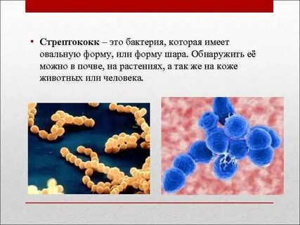 Стрептококк это прокариот