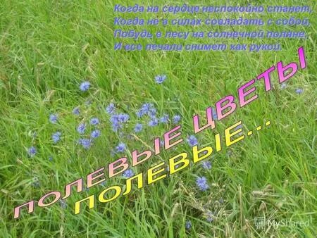 есть на полях моей родины скромные