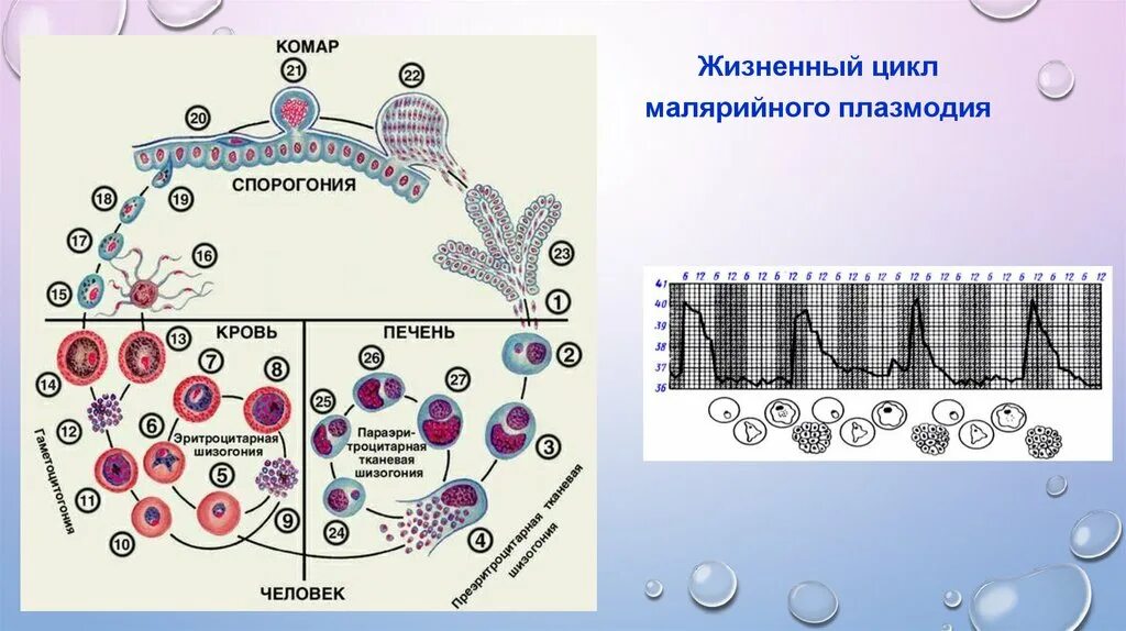Какие утверждения о жизненном цикле малярийного плазмодия. Стадии жизненного цикла малярийного плазмодия. цикл малярийного плазмодия схема. жизненный цикл малярийного плазмодия схема. plasmodium vivax жизненный цикл.