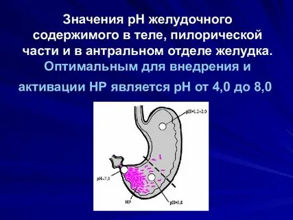 Антральный отдел привратника