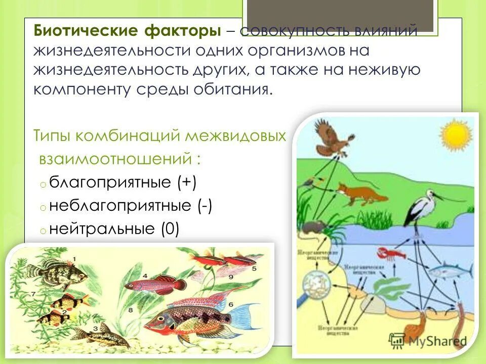 биотические факторы окружающей среды. экологические факторы среды биотические факторы. биотические факторы. влияние живых организмов друг на друга это. влияние живых организмов друг на друга это.