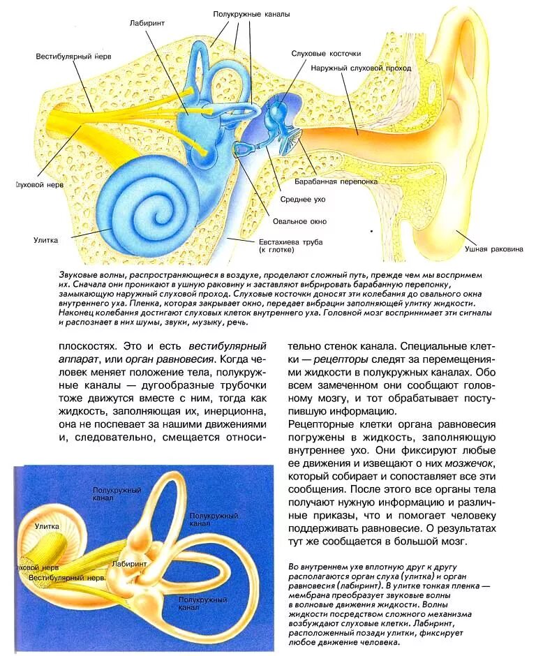 Вестибулярный аппарат внутреннего уха. Полукружные каналы внутреннего уха. Внутреннее ухо вестибулярный аппарат. Строение полукружных каналов внутреннего уха.