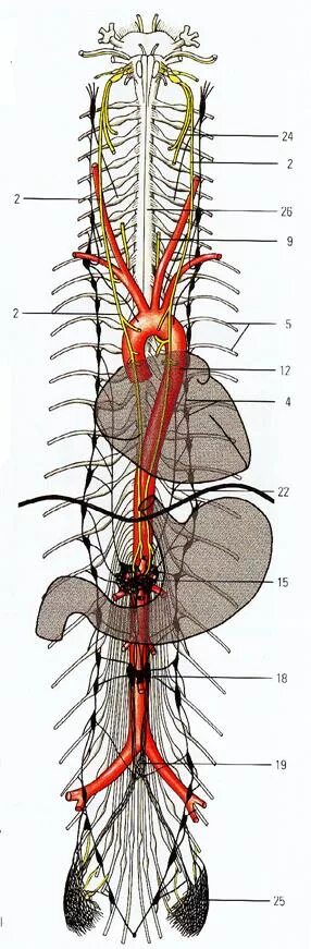 Симпатический ствол и блуждающий нерв. Топография симпатических стволов в грудном отделе. Блуждающий нерв анатомия топография. Пограничный ствол симпатического нерва топография.
