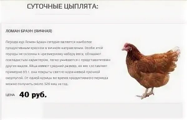 Куры несушки Ломан Браун характеристика. Цыплят породы "Браун ник". Несушка Ломан Браун характеристика. Куры породы Ломан Браун яйца. Кура супер ник описание породы