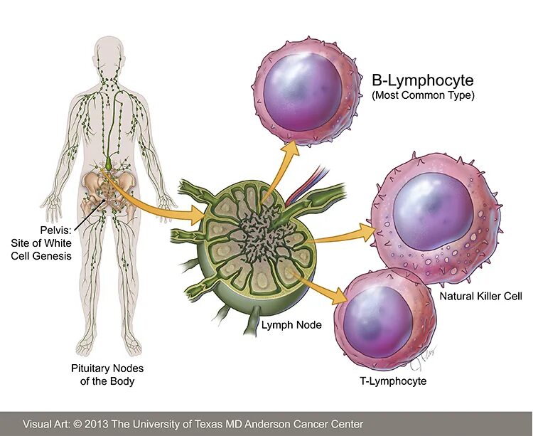 Лимфоциты в лимфе. Т лимфоциты в лимфатическом узле. Лимфатические узлы образуют лимфоциты. В лимфоциты в лимфатических узлах располагаются. Т клетки образуются