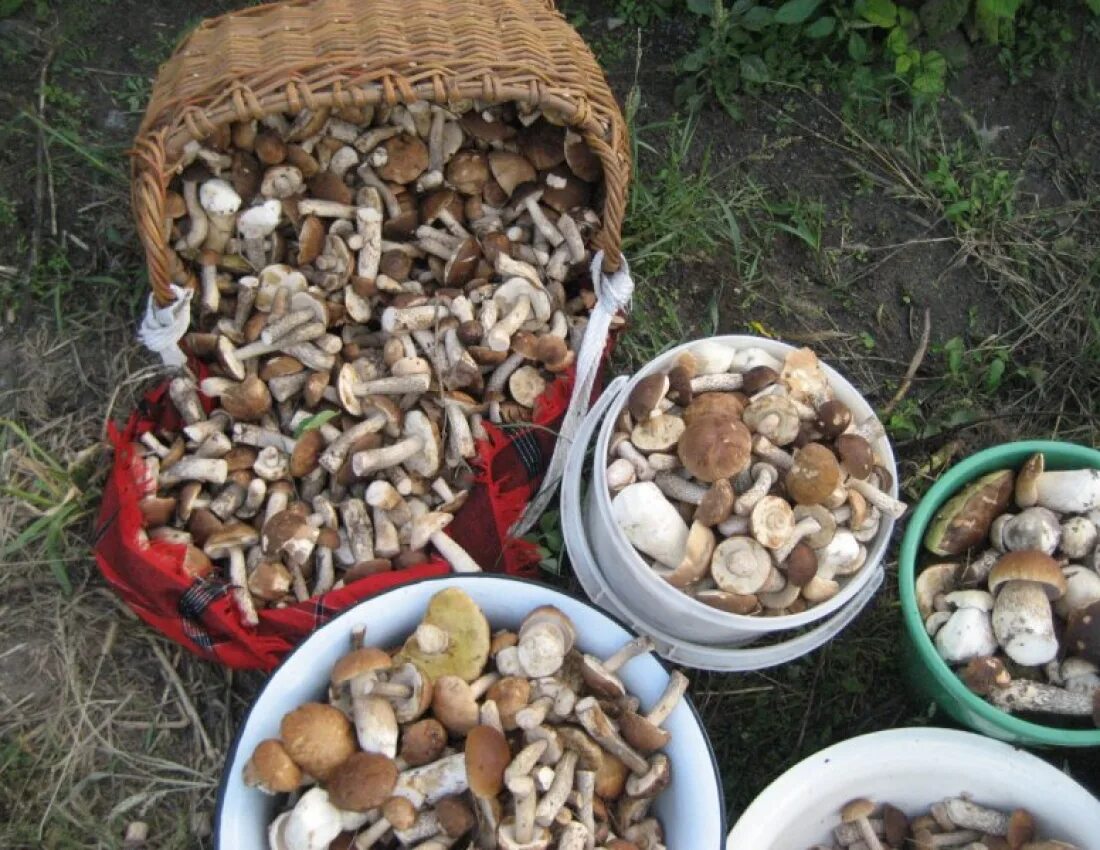 сезон грибов 2021. можно оставлять грибы на ночь. живые ли грибы. опята надо замачивать. грибы в пост.