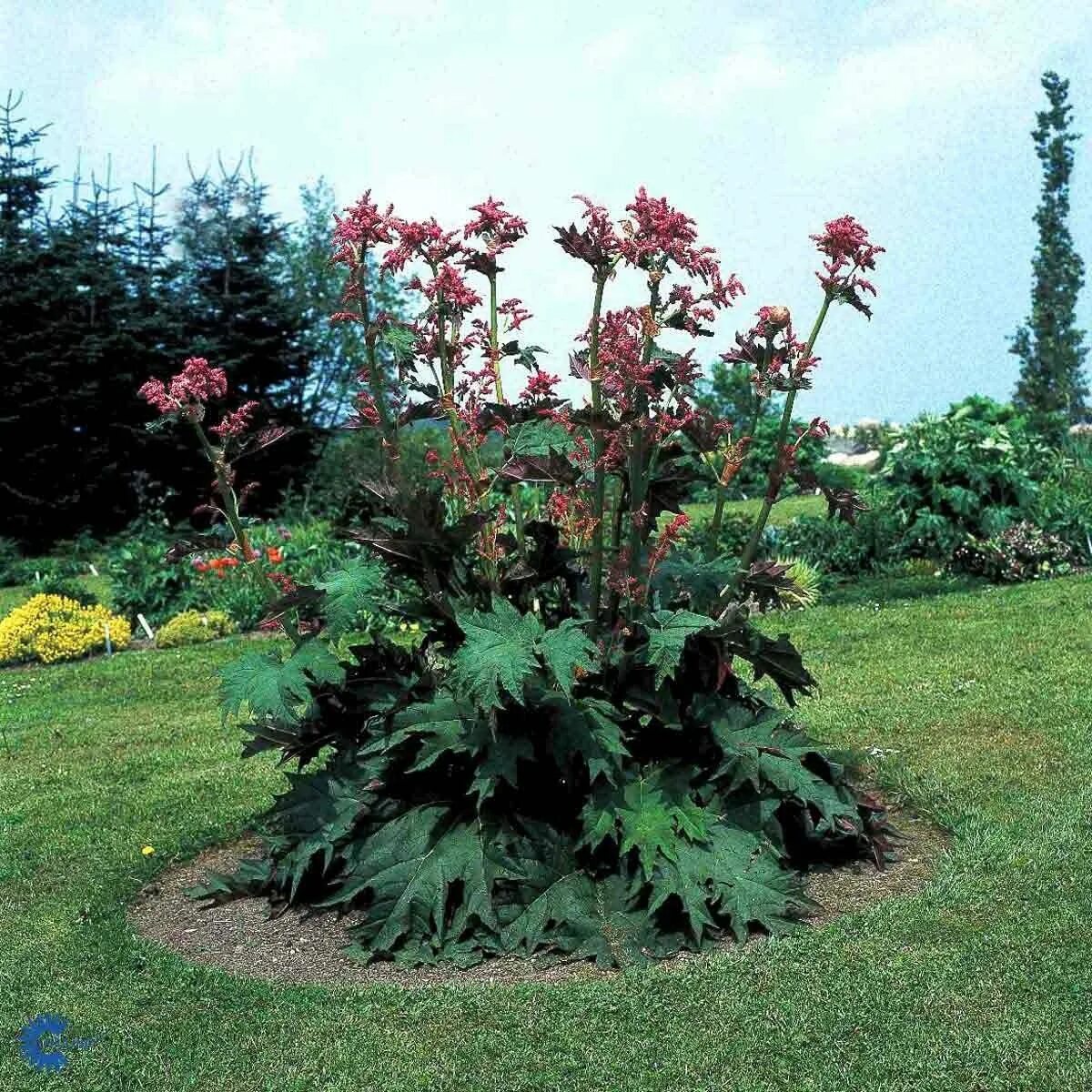 Rheum palmatum. Ревень пальчатый (rheum palmatum). Ревень пальчатый (rheum palmatum). Ревень дланевидный. Ревень тангутский (rheum palmatum).