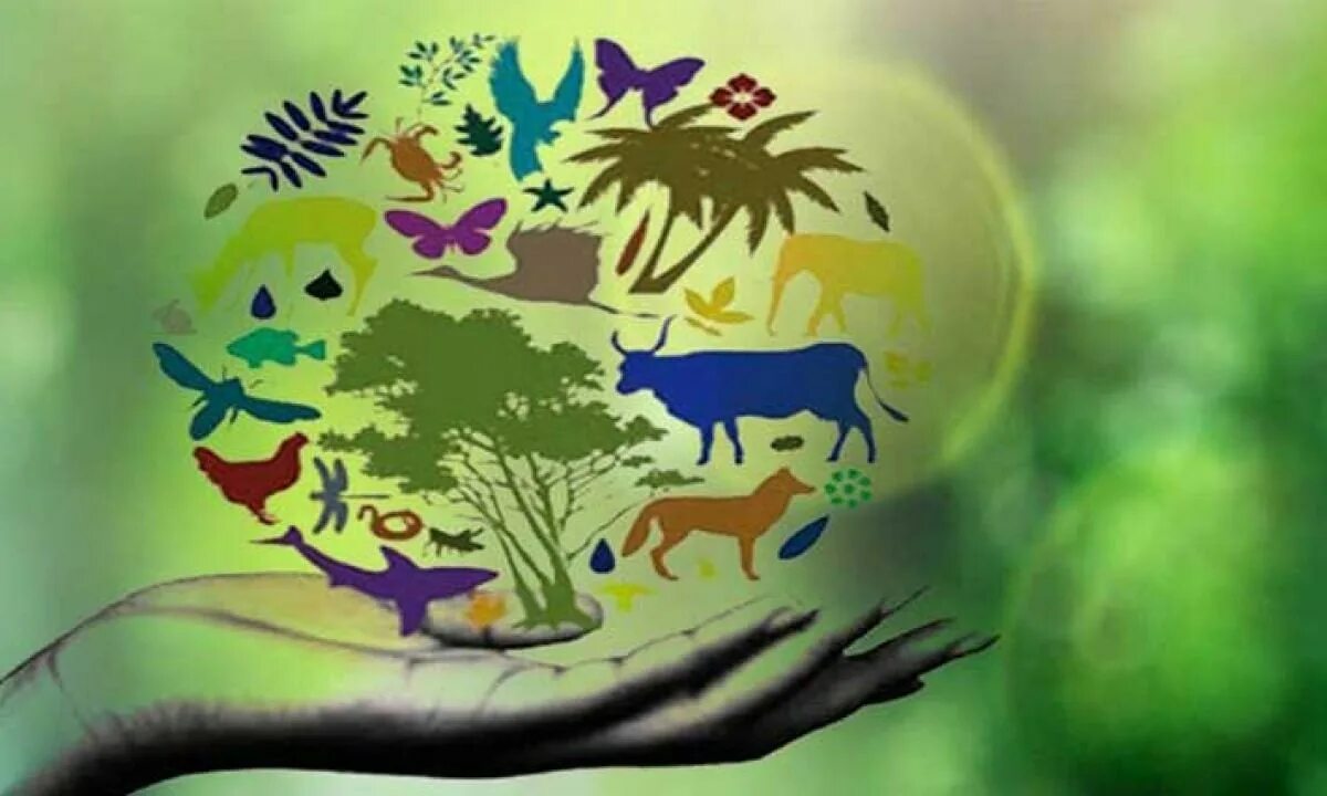 Биологическое разнообразие. Сохранение биологического разнообразия. Сохранение биоразнообразия. Уменьшение биоразнообразия.